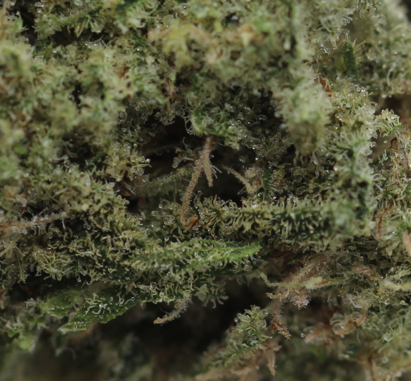 Mendo Purple (AA+) $2.67/gram - Image 2