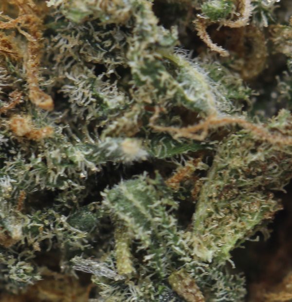 Jack Herer (1)