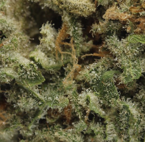 Thin Mint GSC (3)