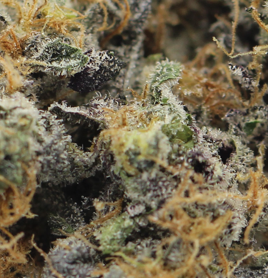 Lemon Sorbet (AA+) $3.17/gram - Image 2