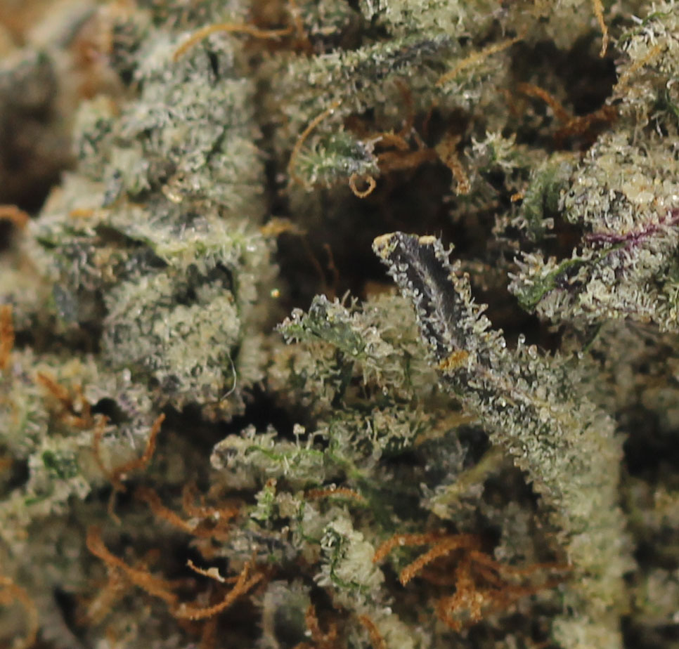 Donny Burger (AAAA+) $6.07/gram - Image 2