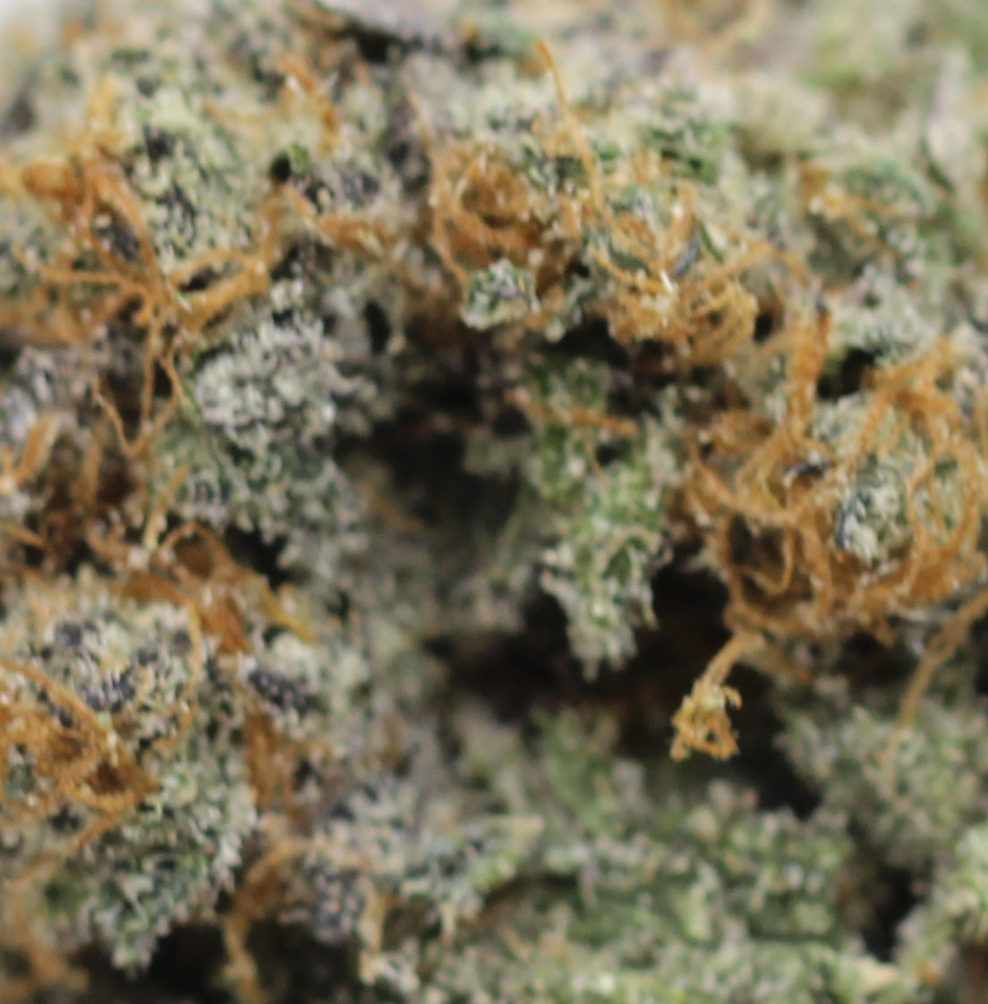 Lemon Kush (AA+) $3.10/gram - Image 2