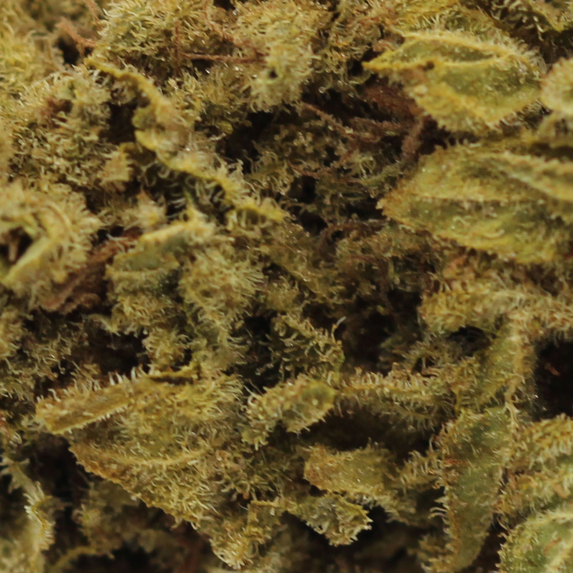 Lemon Skunk (AA+) $3.10/gram - Image 2