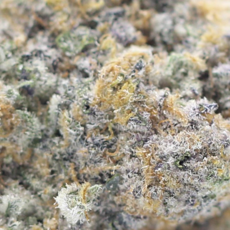 Sativa Archives Crazycannabis Online Dispensary Canada Buy Weed