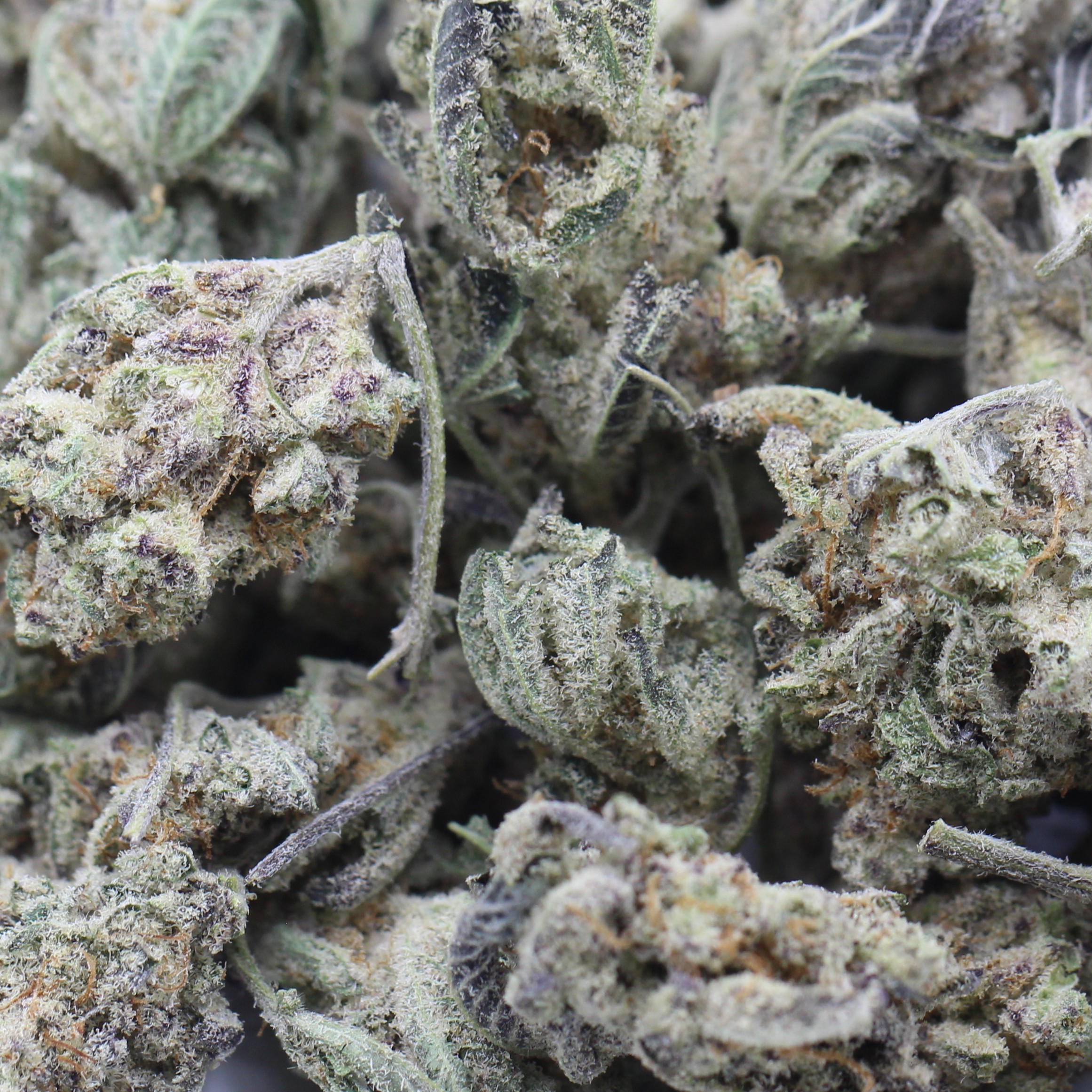 AA Orange Cookies (Contains Seeds) (AA) $2.29/Gram - Image 2