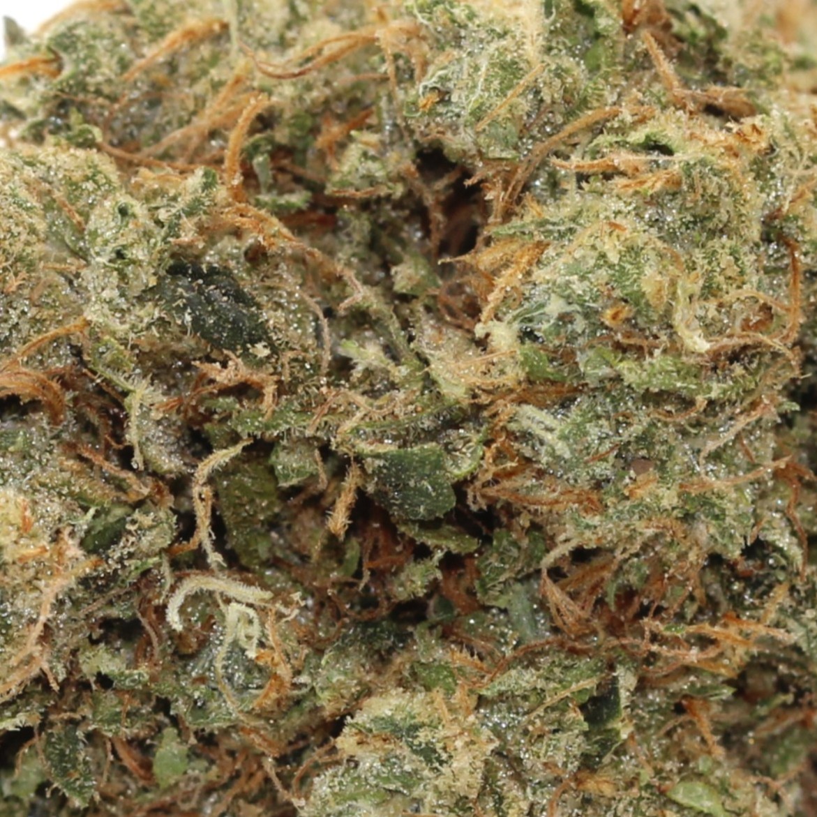 OG Kush - $3.03/gram (AA+) - Image 2