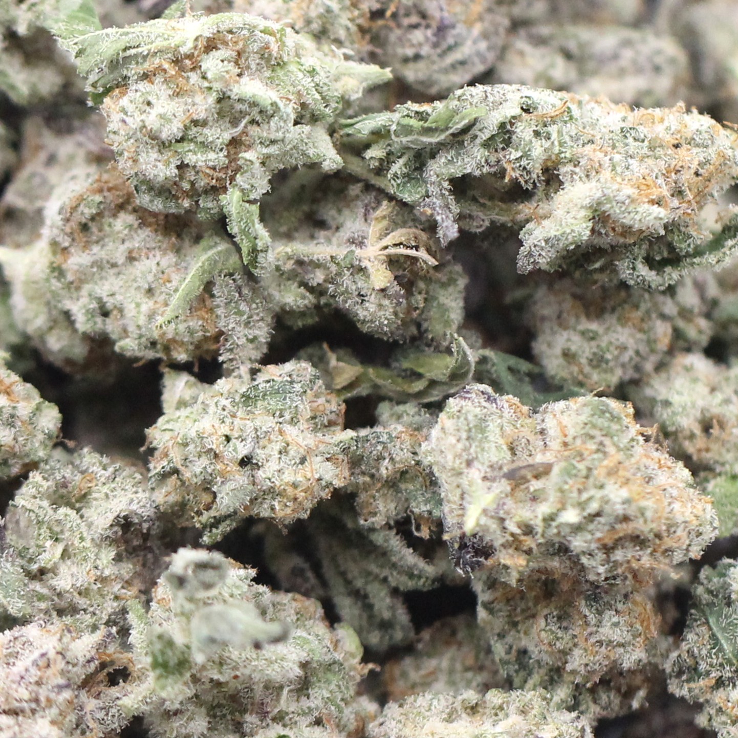 Purple Milk Smalls (AAA+) $3.35/gram - Image 2