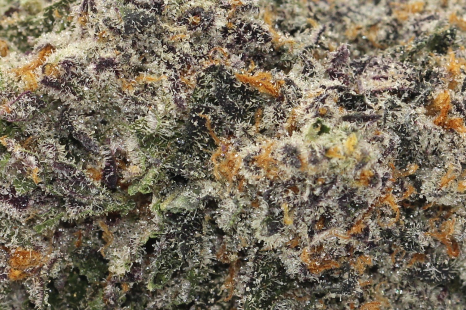 Black Gorilla (AAAA) - $6.43/gram - Image 2