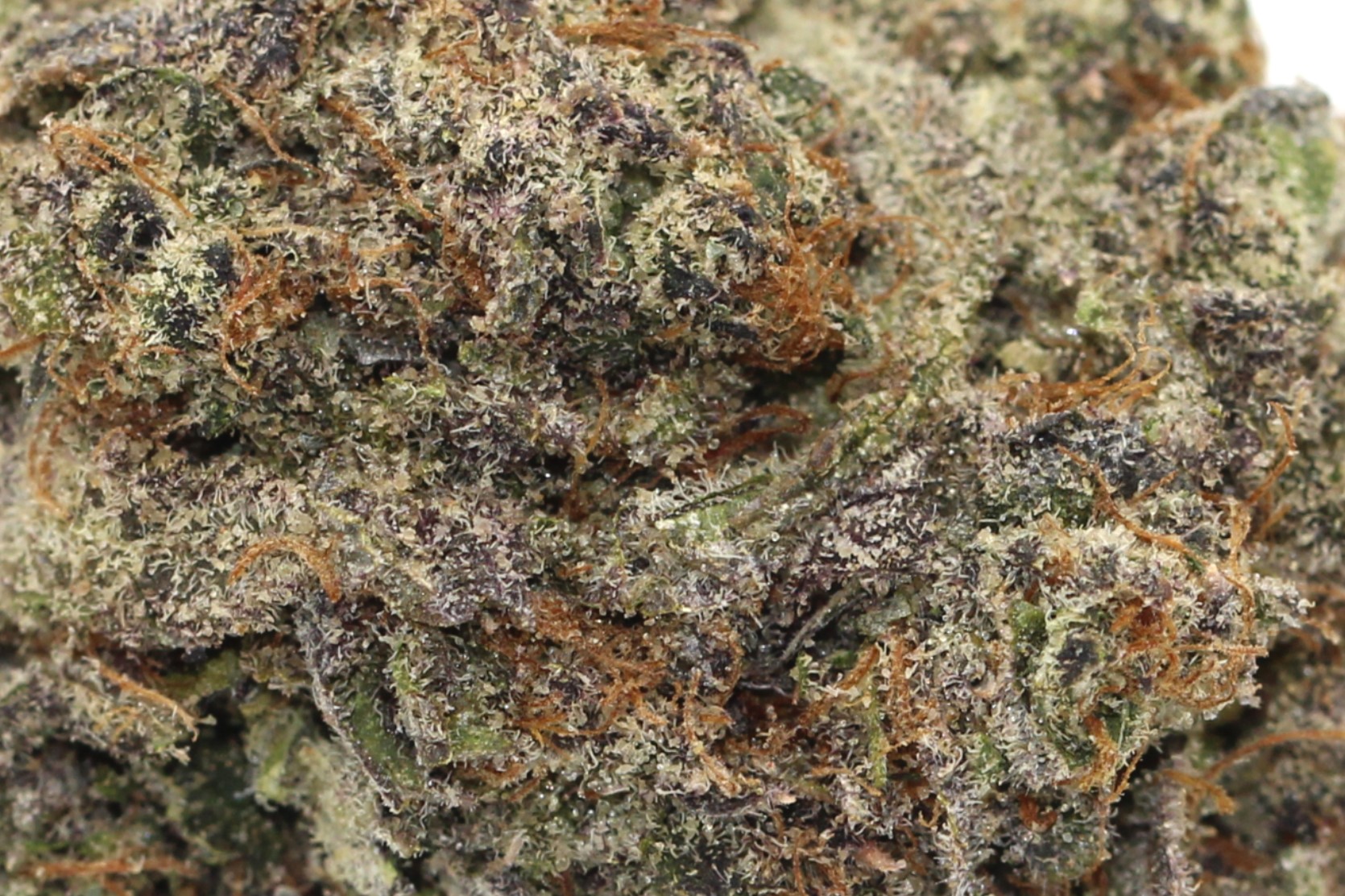 Blue Lobster (AAA) $3.75/gram - Image 2