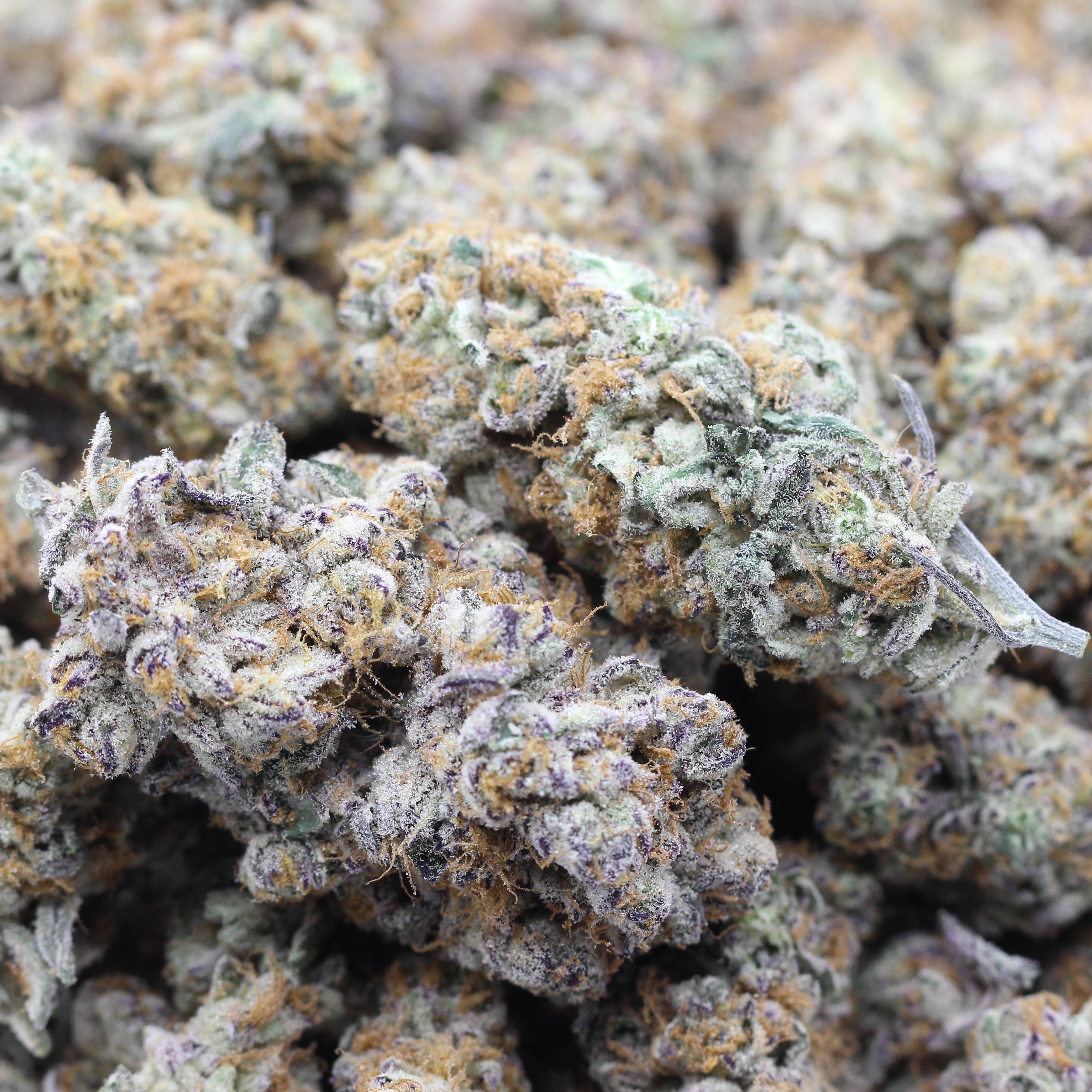 Blueberry Pie (AAA) $3.92/gram - Image 2