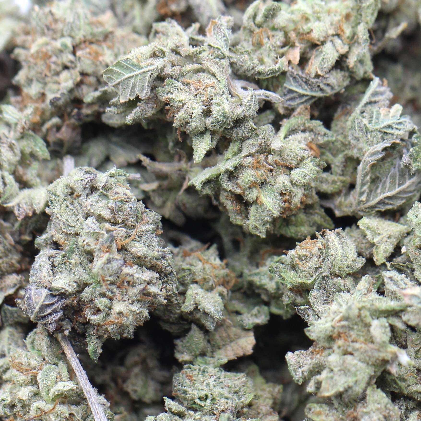 Meat Breath Smalls (AA+) $2.75/gram - Image 2