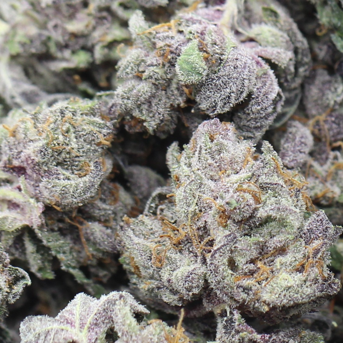 Purple Mendocino Smalls (AAA) $3.36/gram - Image 2
