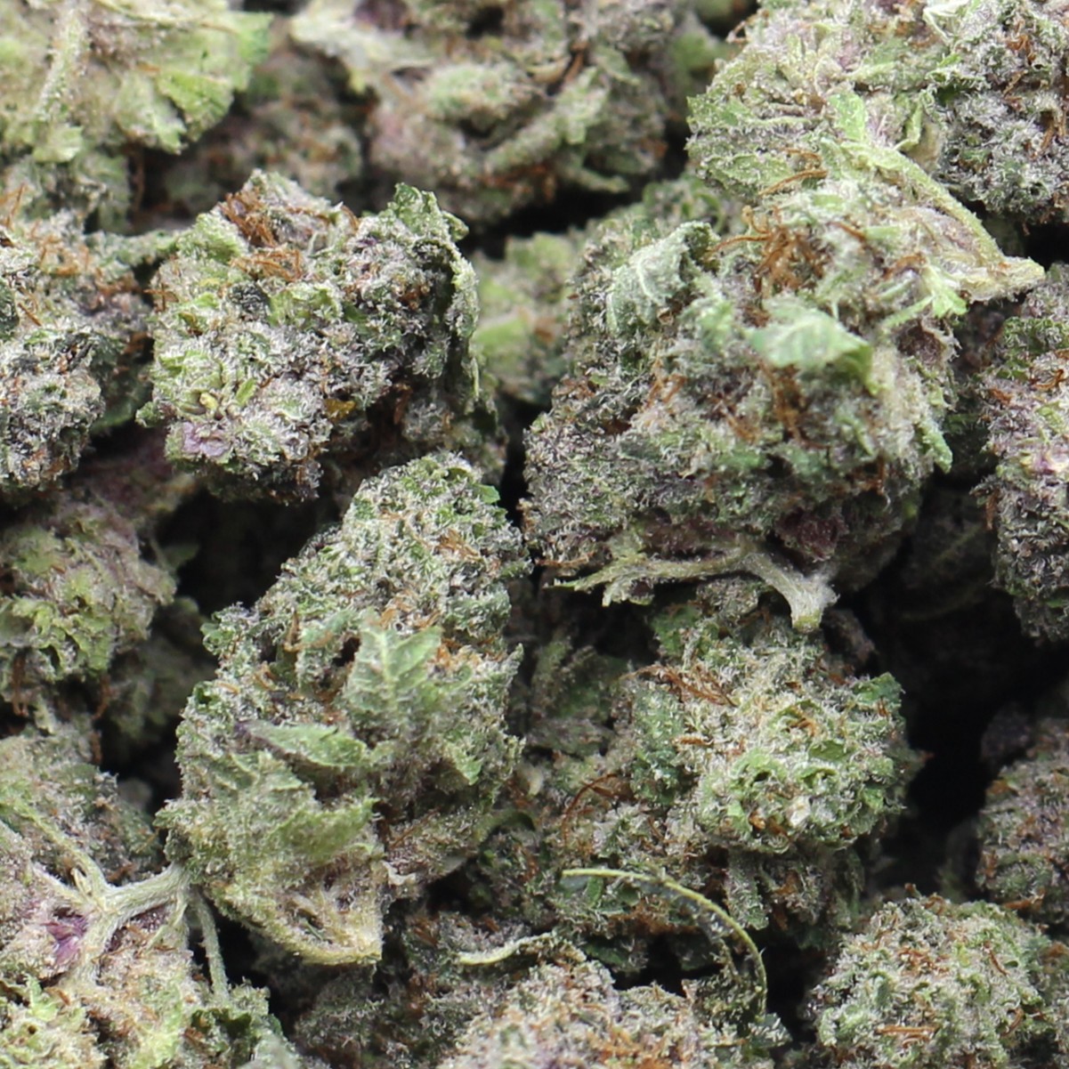 Purple Milk Smalls (AAA) $3.14/gram - Image 2