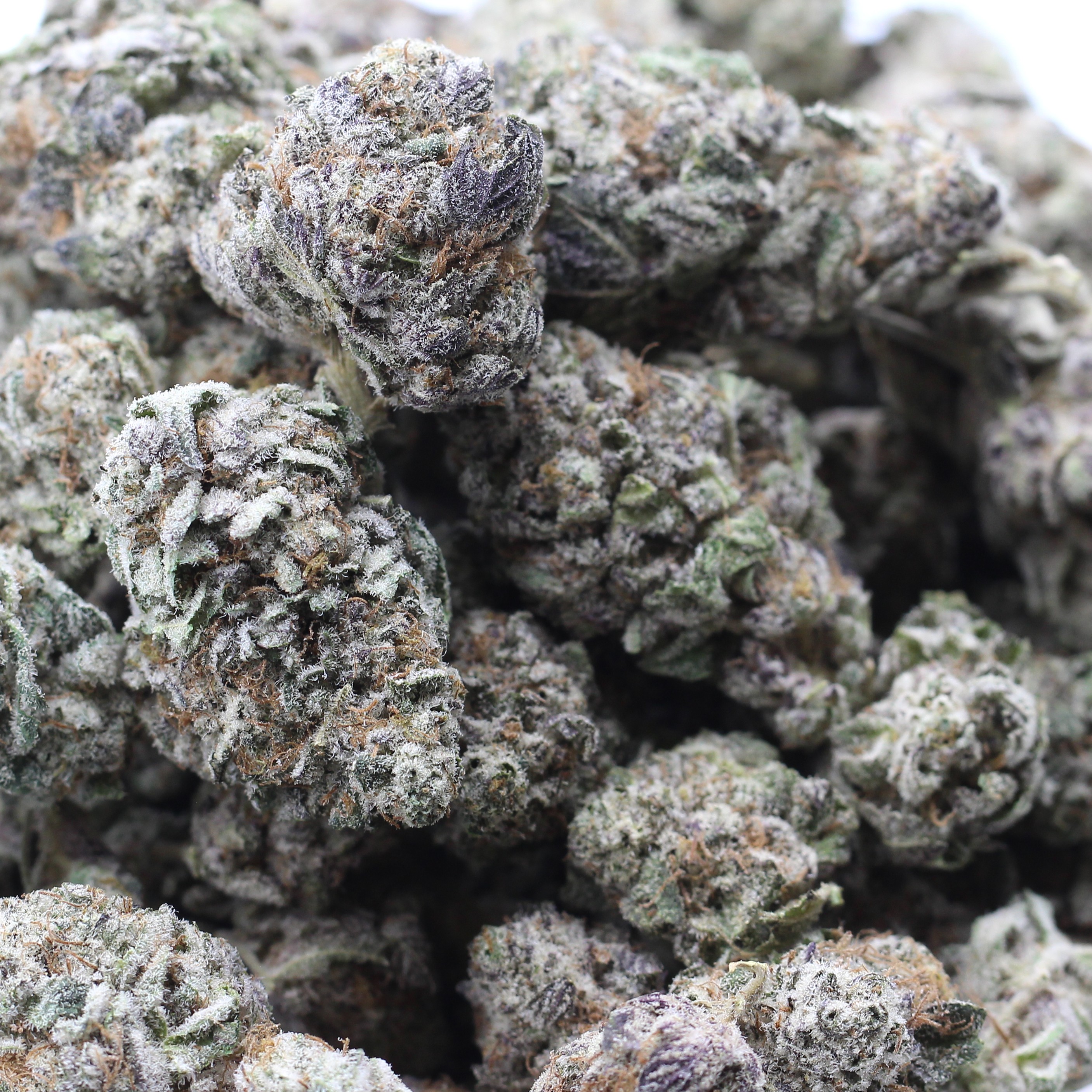 Purple Urkle (AA+) $3.17/gram - Image 2