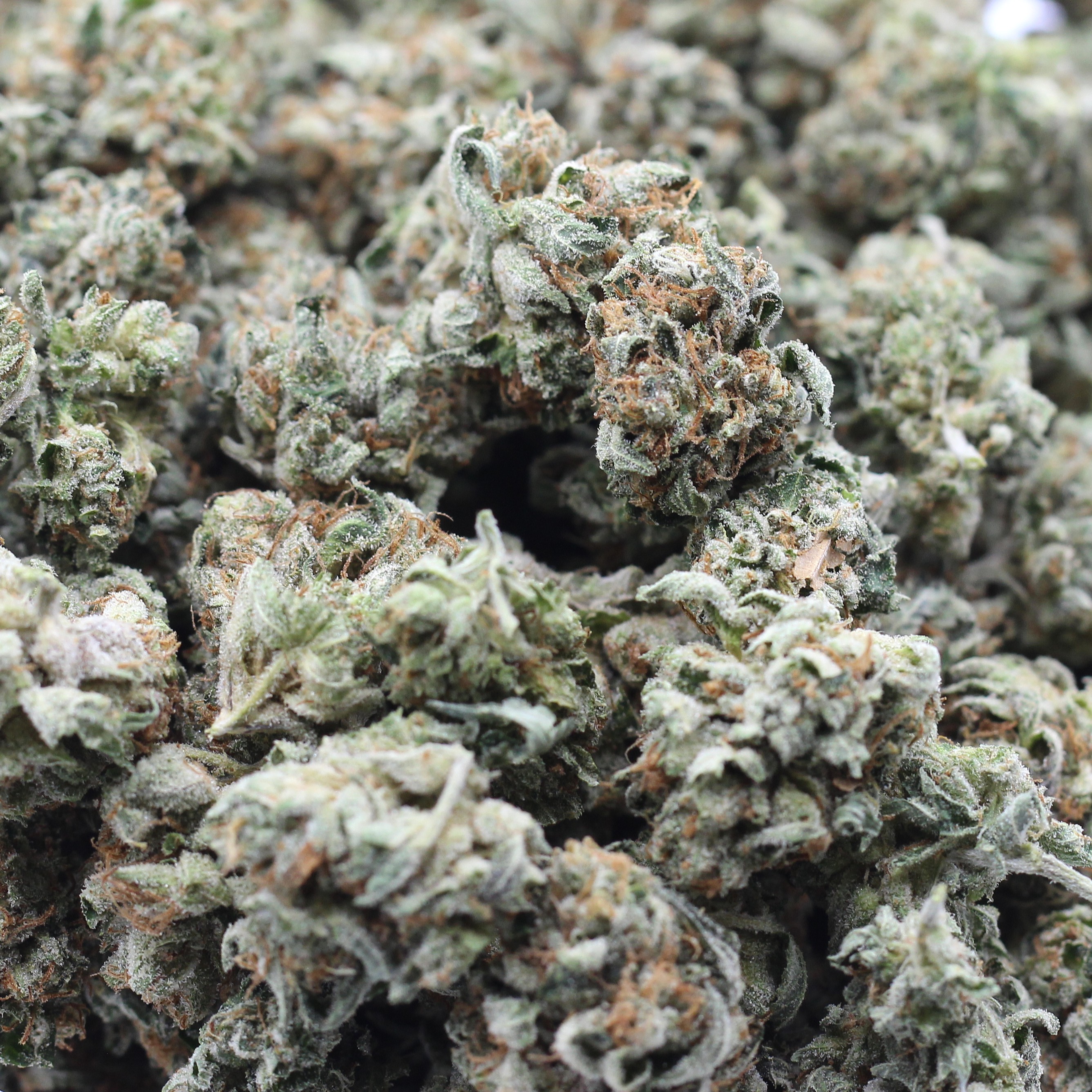 9lb Hammer Smalls (AAA) $3.21/gram - Image 2