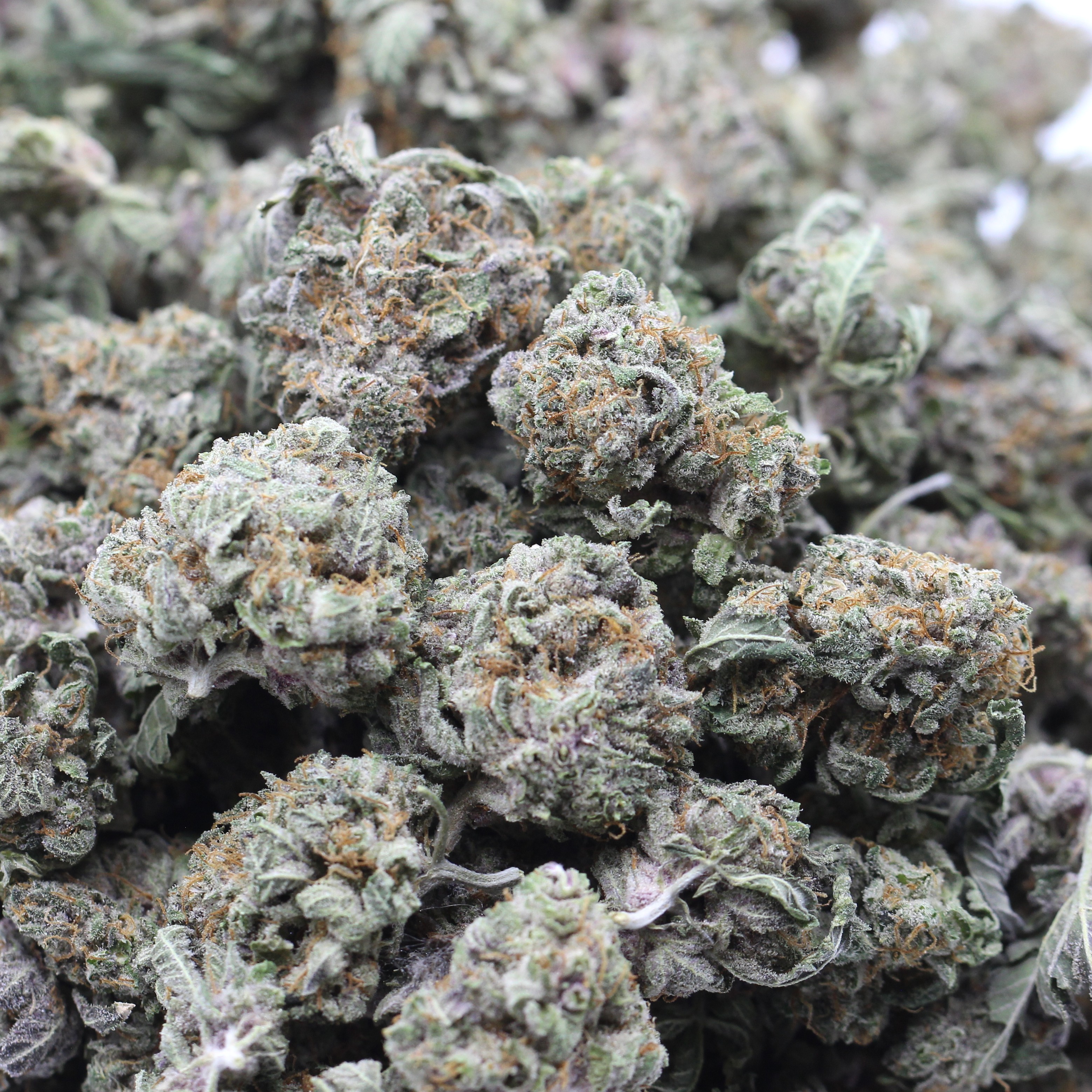 Cereal Milk (AA+) $3.03/gram - Image 2
