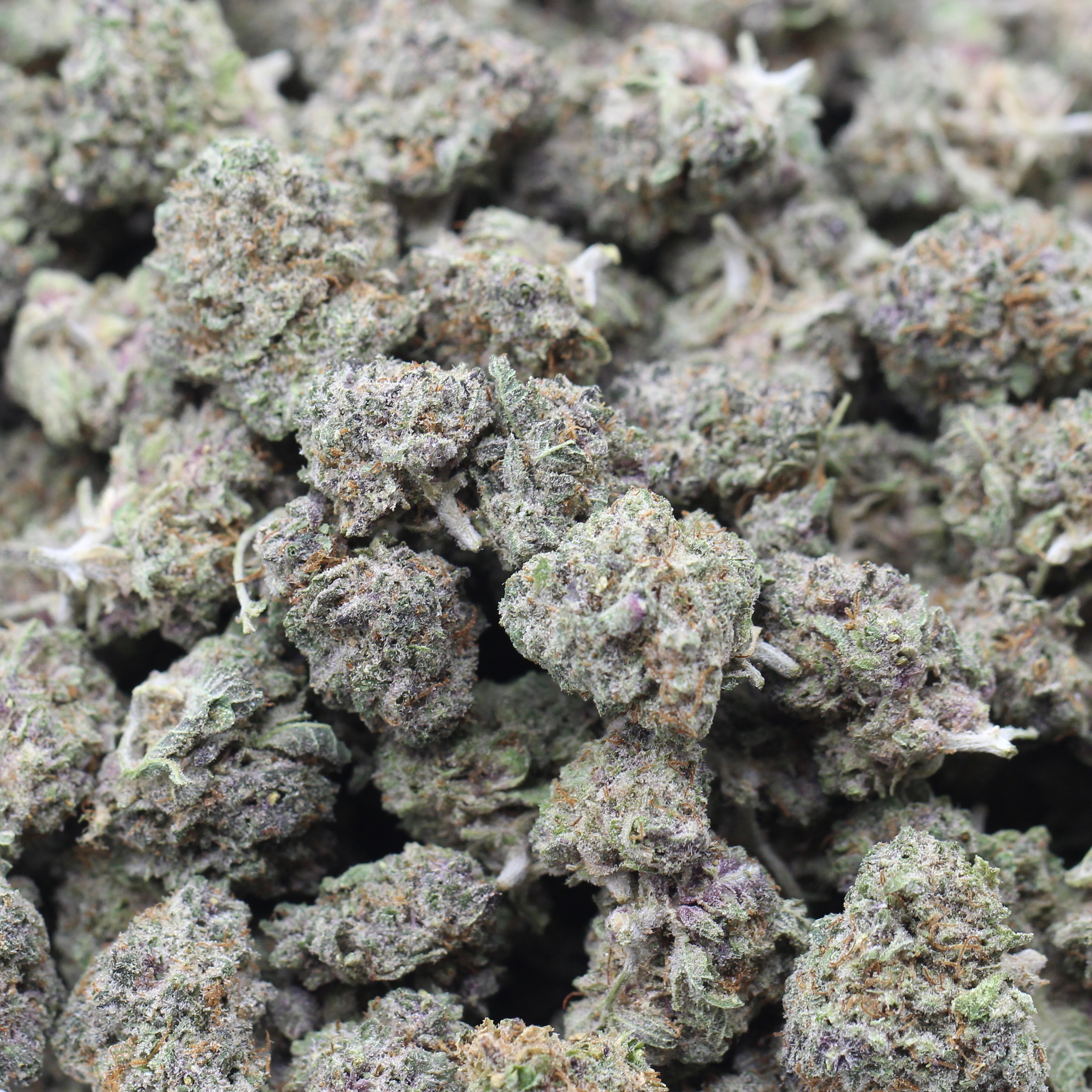 GG5 Smalls (AAA) $3.21/gram - Image 2