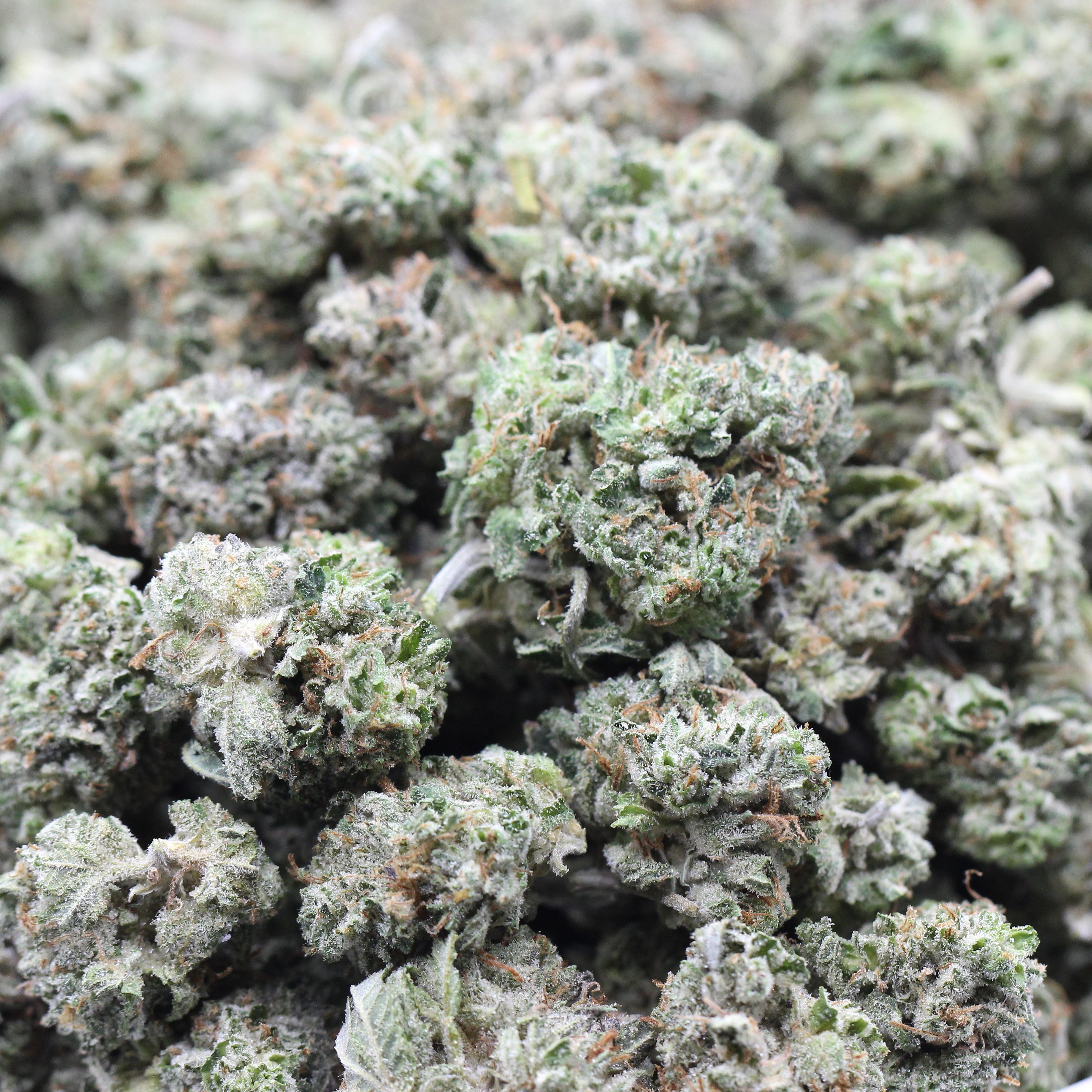 MKU Smalls (AAAA) $4.64/gram - Image 2