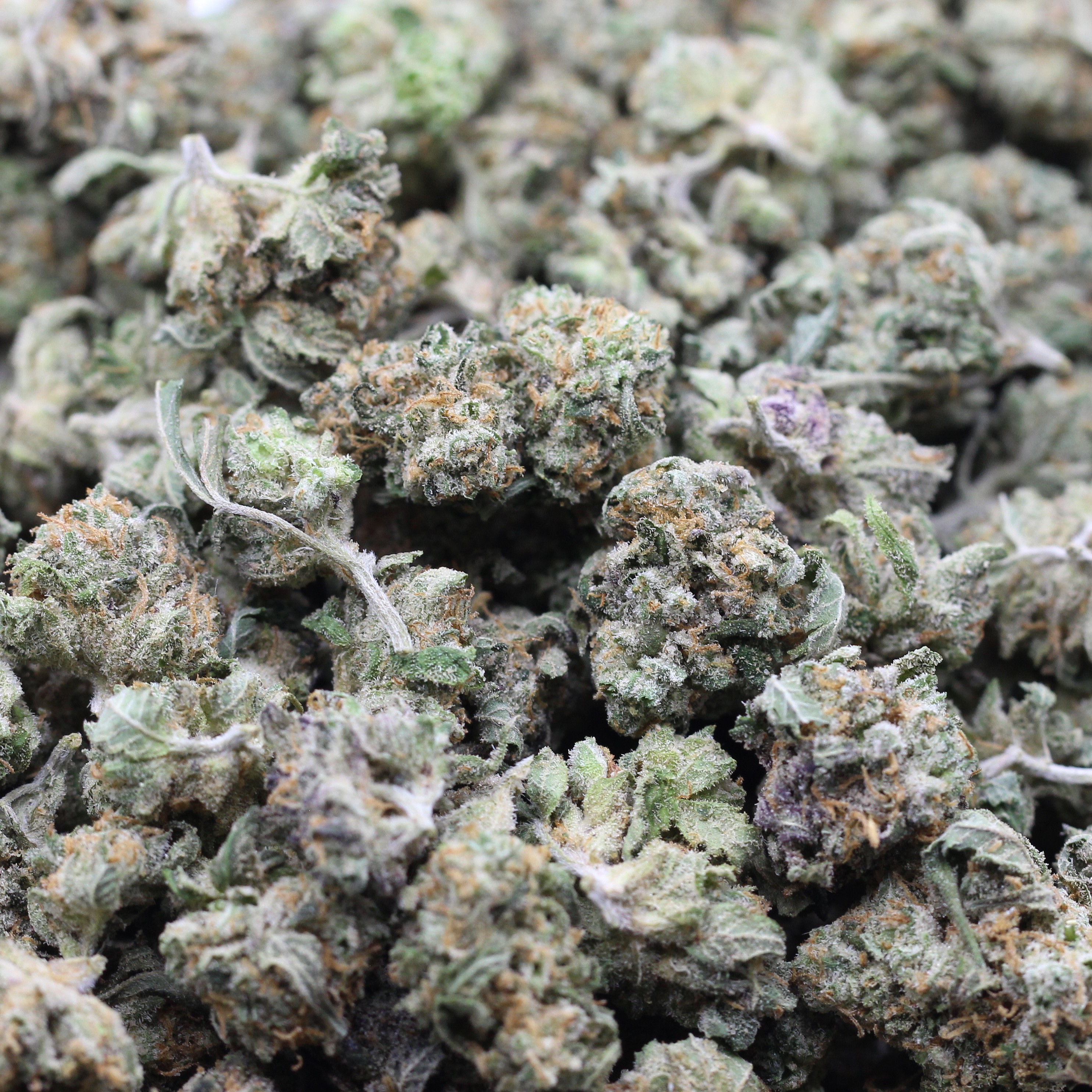 Lemon Sour Diesel Smalls (AAA) $3.39/Gram - Image 2