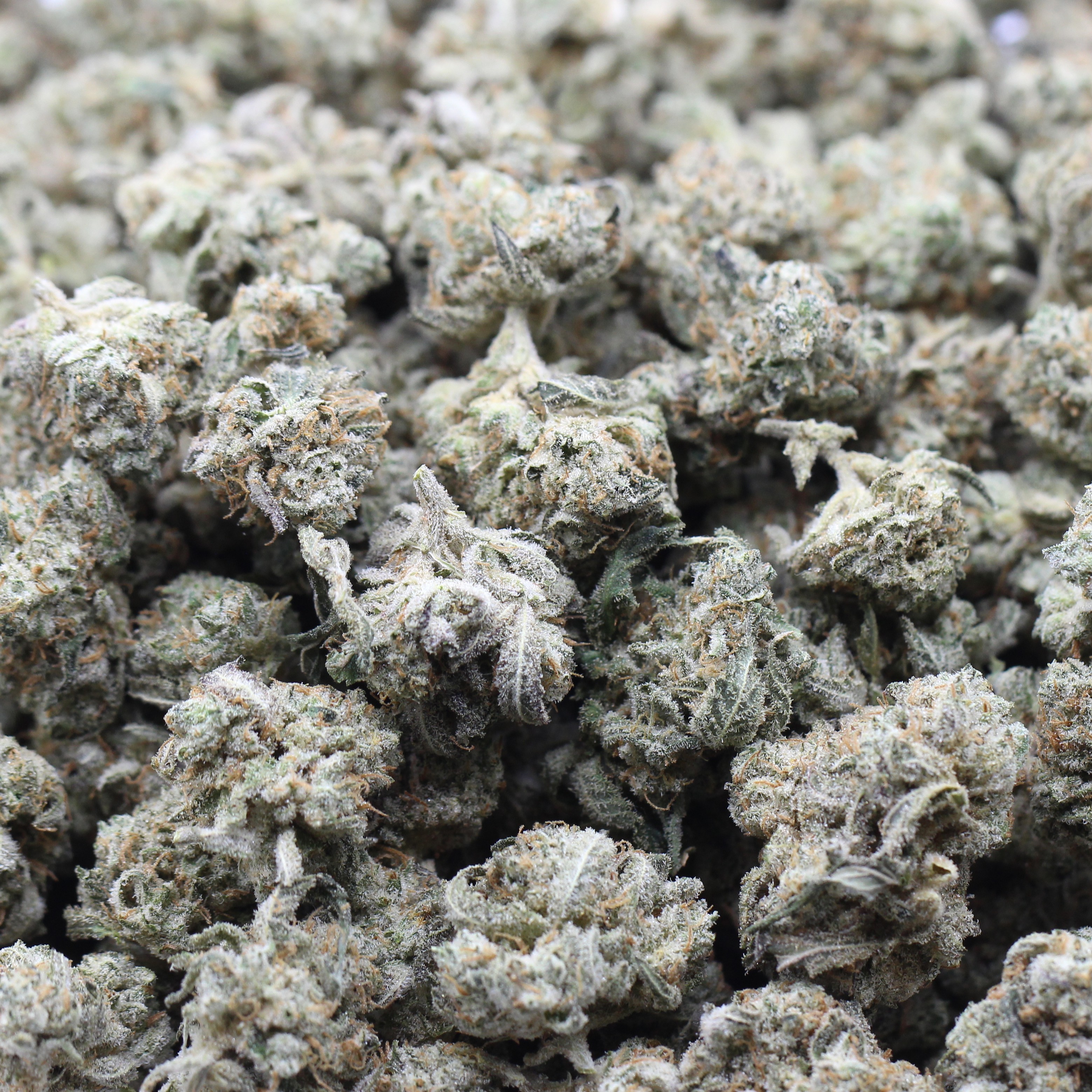 Sour Diesel Smalls (AAA) $3.39/Gram - Image 2