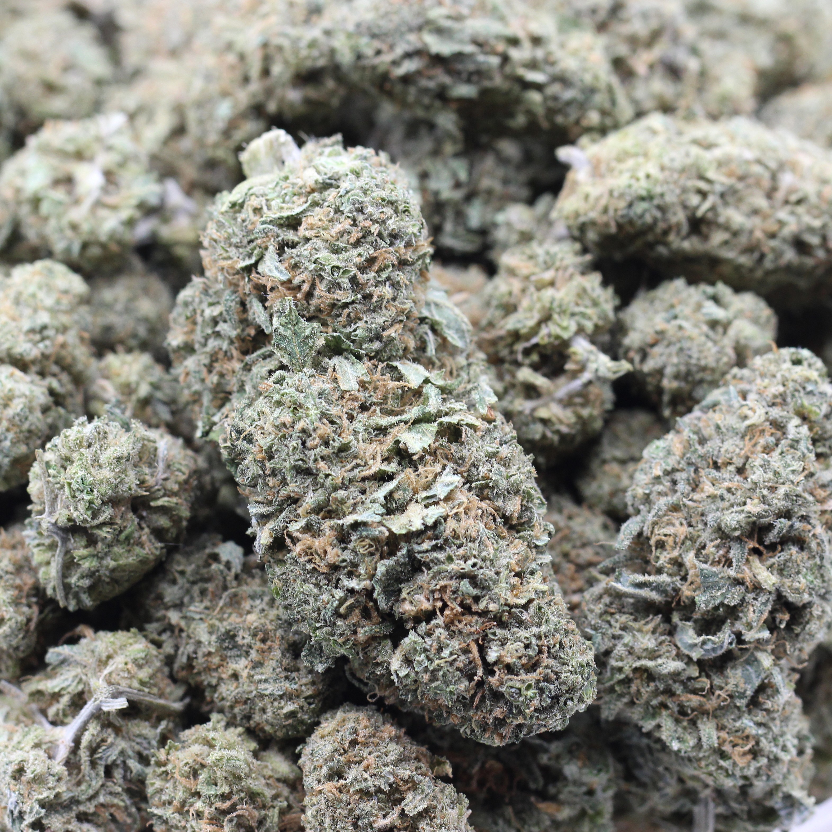 Sherbet (AA+) $3.00/gram - Image 2