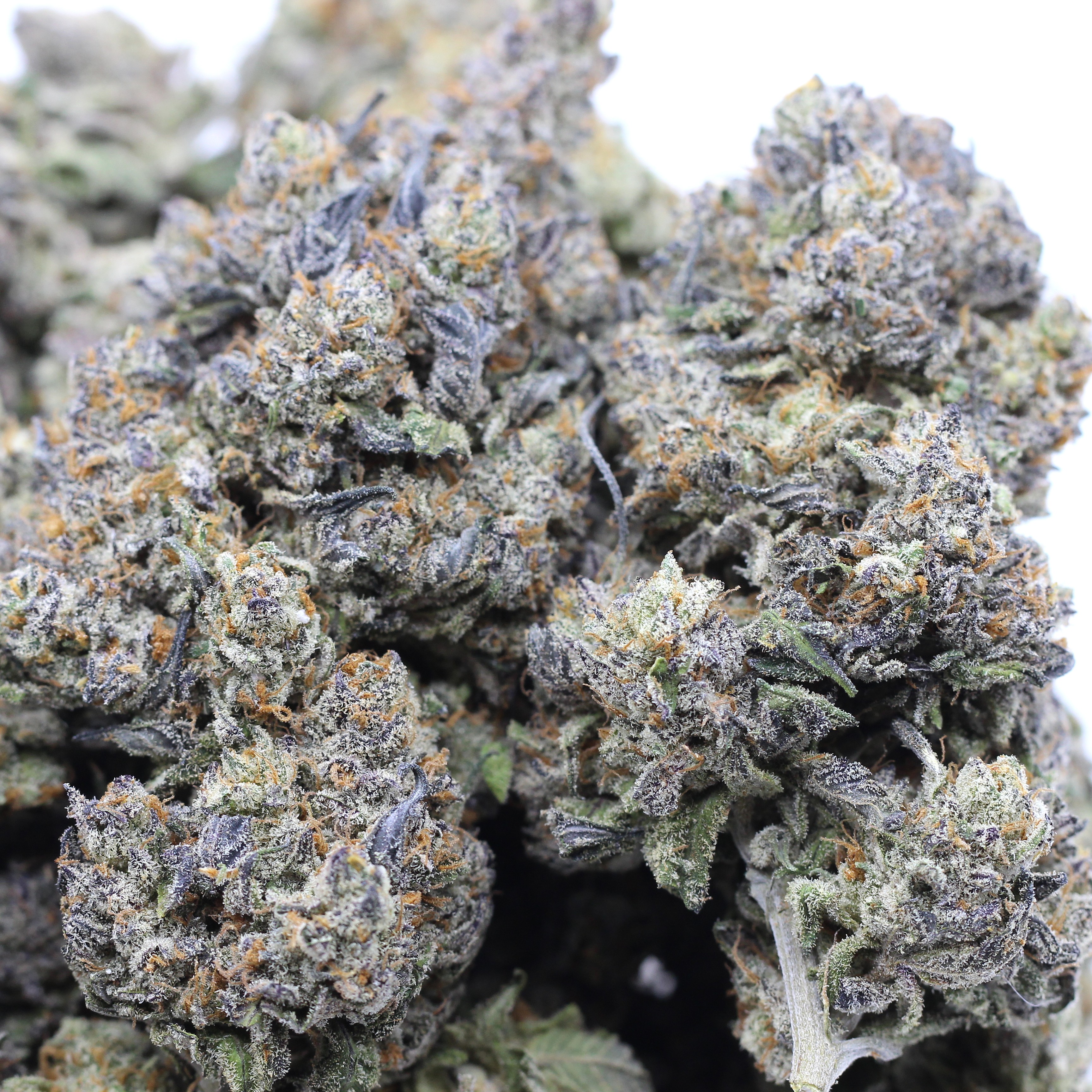 Gold Rush (AAAA+) $6.25/gram - Image 2