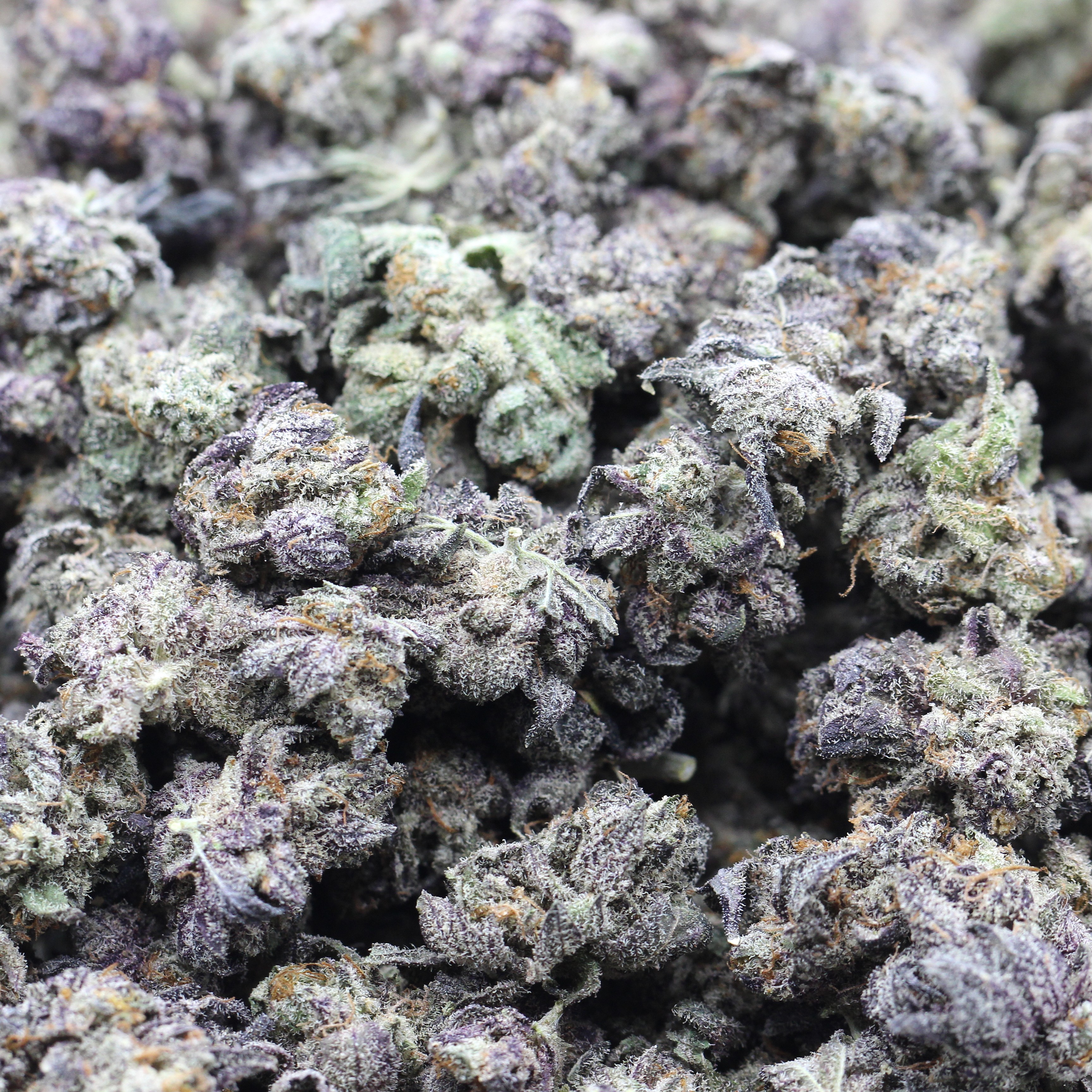 Purple Diesel Smalls (AAAA) $4.46/Gram - Image 2